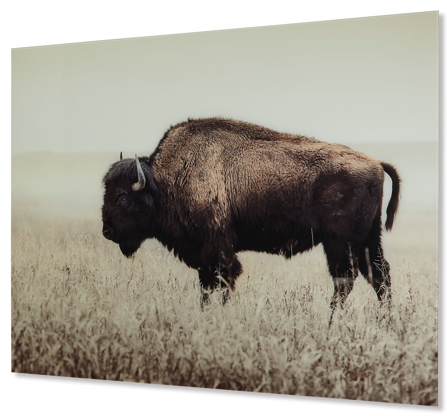 Brutus Wall Art