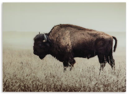 Brutus Wall Art