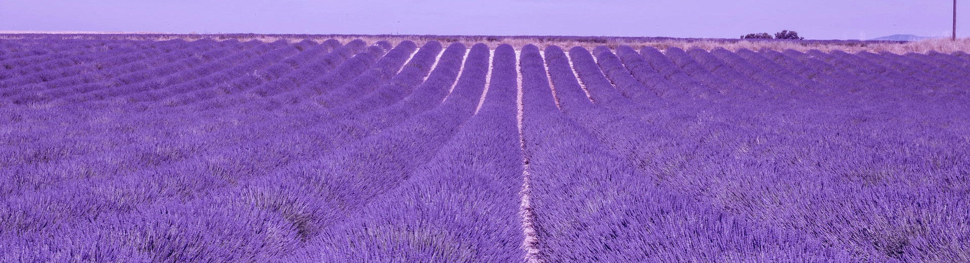 Lavender field under a clear blue sky